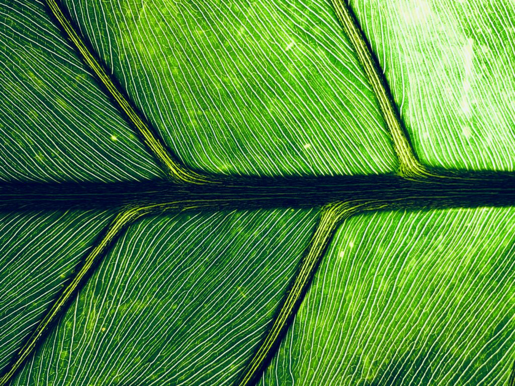 The patterns of a leaf symbolizing human anatomy
