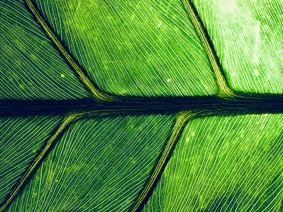 The patterns of a leaf symbolizing human anatomy